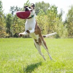 Kong Hondenspeelgoed Flyer Frisbee Rood D 22,5 Cm -Beeztees || FLEXI || ROYAL CANIN Winkel 0035585129082 3