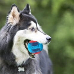 Kong Hondenspeelgoed Squeezz Action Bal Medium Rood/blauw D 6,5 Cm 3 Stuks -Beeztees || FLEXI || ROYAL CANIN Winkel 0035585464053 3