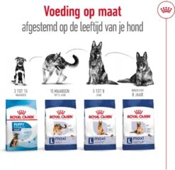 Royal Canin Hondenvoer Maxi Ageing 8+ 15 Kg -Beeztees || FLEXI || ROYAL CANIN Winkel 3182550803113 4