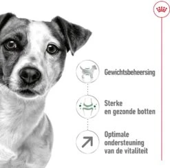 Royal Canin Hondenvoer Mini Adult 8+ 2 Kg 8 Royal Canin Hondenvoer Mini Adult 8+ 2 Kg -Beeztees || FLEXI || ROYAL CANIN Winkel 3182550831383 3
