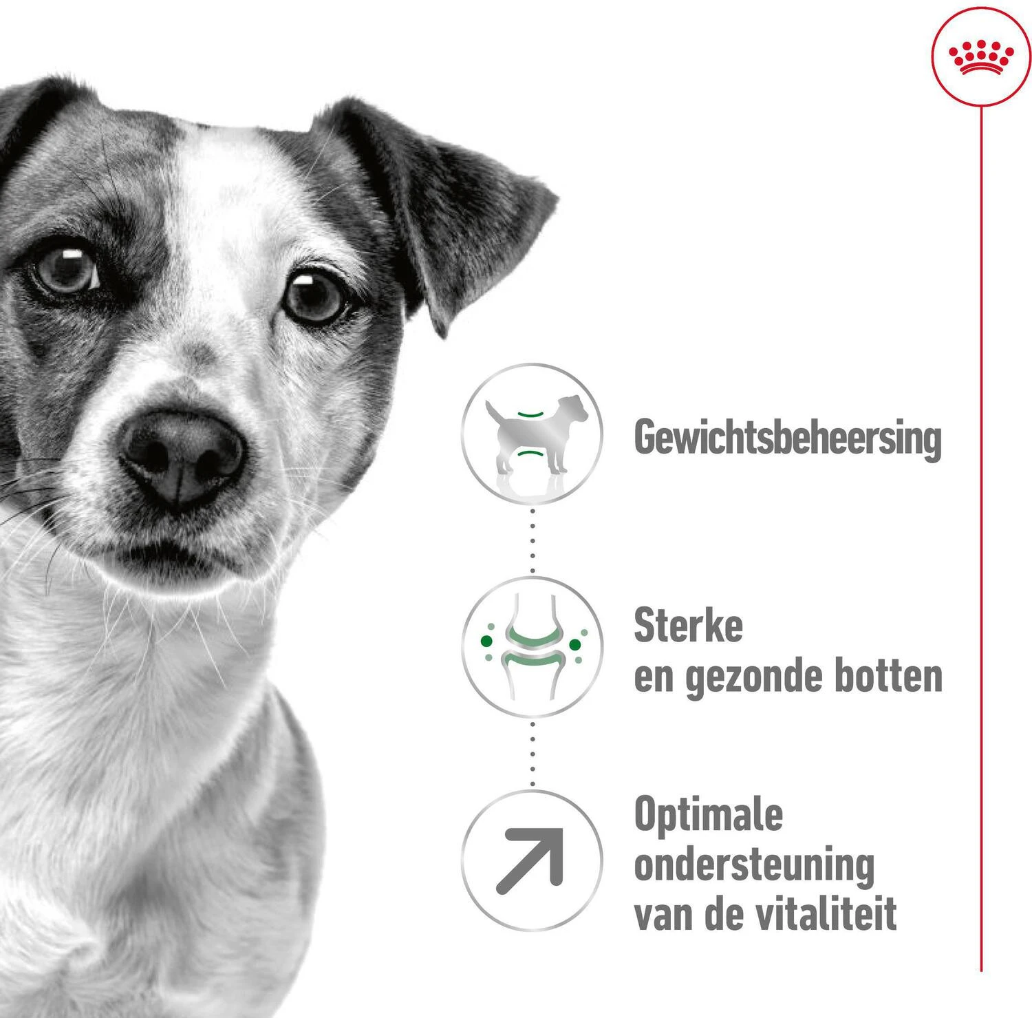 Royal Canin Hondenvoer Mini Adult 8+ 2 Kg 3 Royal Canin Hondenvoer Mini Adult 8+ 2 Kg - Afbeelding 3