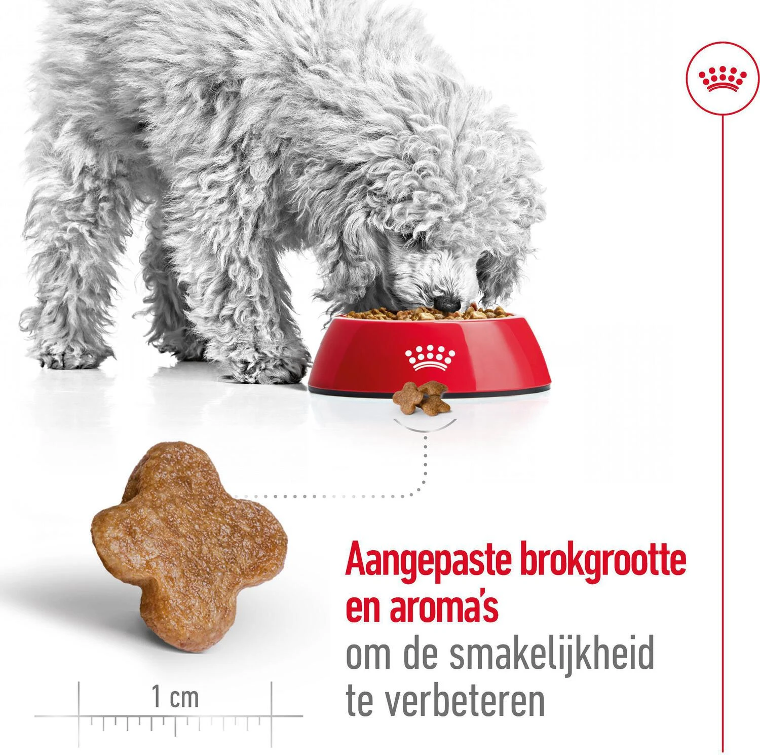 Royal Canin Hondenvoer Mini Adult 8+ 2 Kg 4 Royal Canin Hondenvoer Mini Adult 8+ 2 Kg - Afbeelding 4