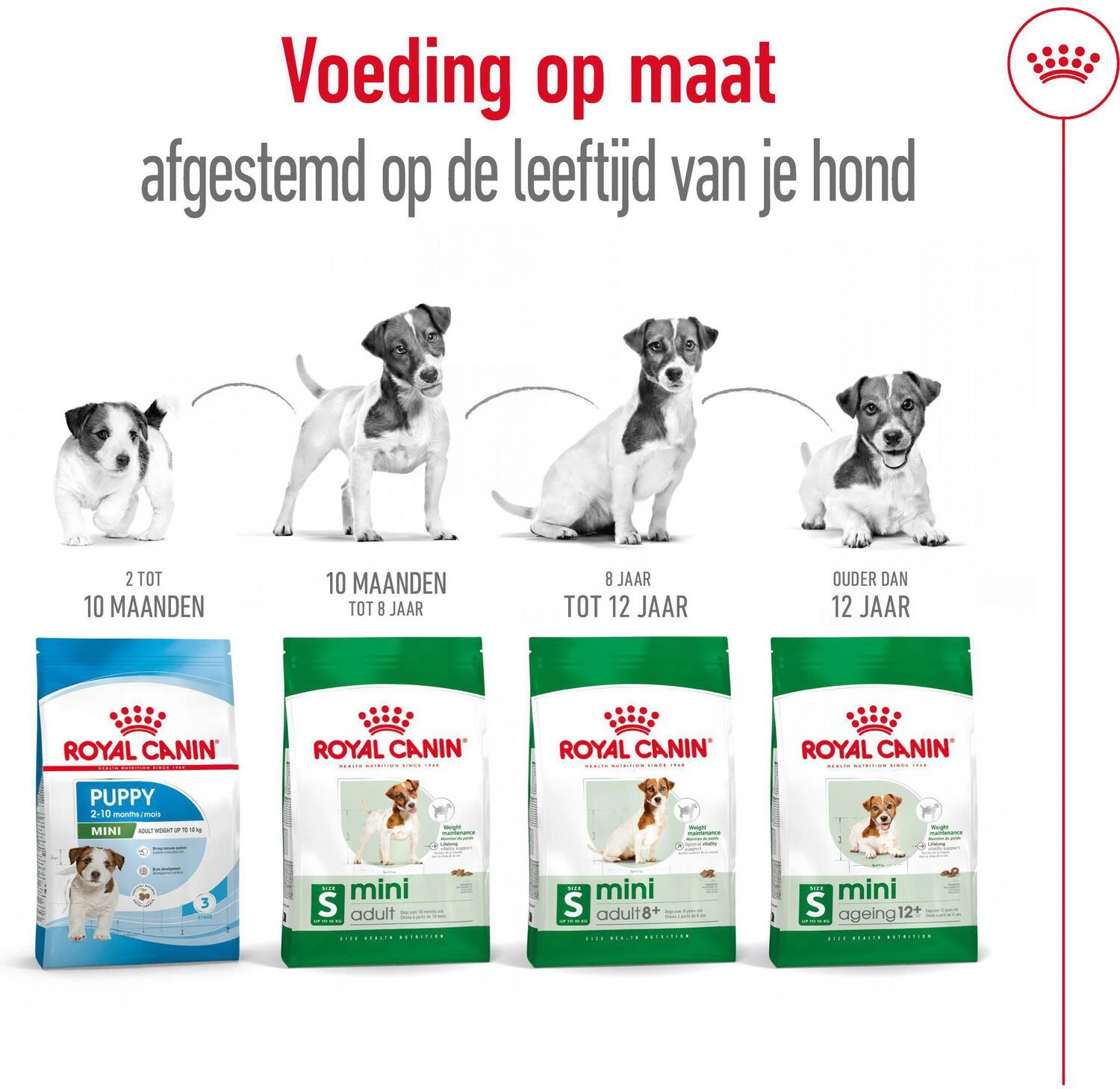 Royal Canin Hondenvoer Mini Adult 8+ 2 Kg 5 Royal Canin Hondenvoer Mini Adult 8+ 2 Kg - Afbeelding 5