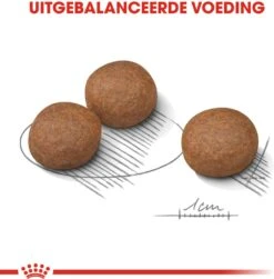Royal Canin Hondenvoer Digestive Care Medium 3 Kg 8 Royal Canin Hondenvoer Digestive Care Medium 3 Kg -Beeztees || FLEXI || ROYAL CANIN Winkel 3182550852678 3