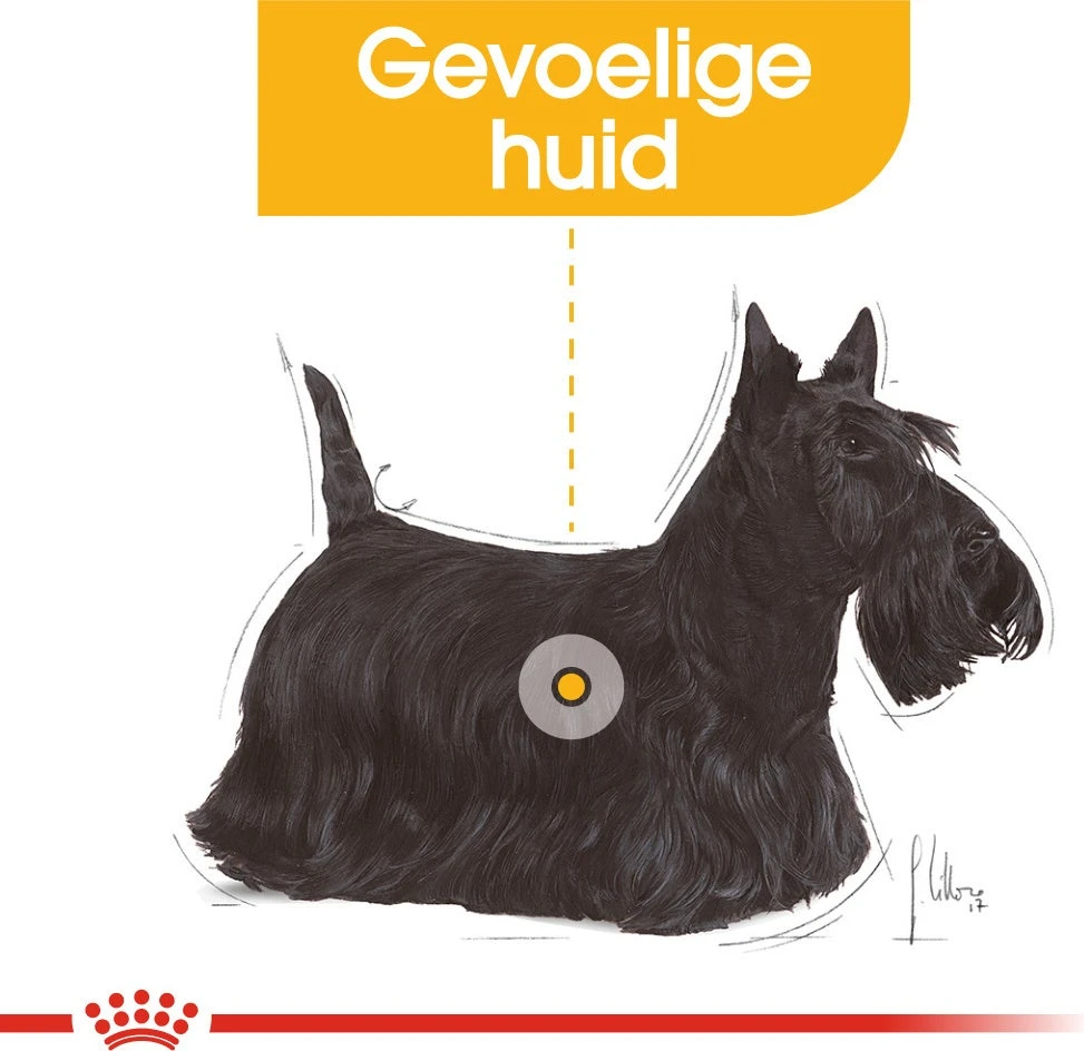 Royal Canin Hondenvoer Dermacomfort Mini 3 Kg 2 Royal Canin Hondenvoer Dermacomfort Mini 3 Kg - Afbeelding 2