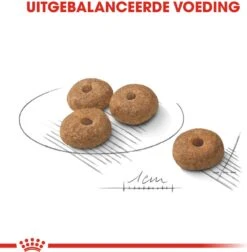 Royal Canin Hondenvoer Sterilised Mini 3 Kg -Beeztees || FLEXI || ROYAL CANIN Winkel 3182550894128 3