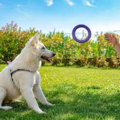 Ferplast Hondenspeelgoed Puller Midi Paars D 19 H 6,4 Cm 2 Stuks -Beeztees || FLEXI || ROYAL CANIN Winkel 8010690183022 8