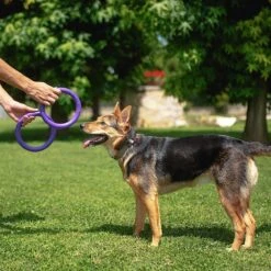 Ferplast Hondenspeelgoed Puller Midi Paars D 19 H 6,4 Cm 2 Stuks -Beeztees || FLEXI || ROYAL CANIN Winkel 8010690183022 9