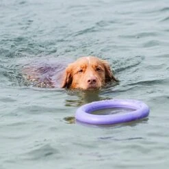 Ferplast Hondenspeelgoed Puller Standaard Paars D 27 H 8,5 Cm 2 Stuks -Beeztees || FLEXI || ROYAL CANIN Winkel 8010690183039 7