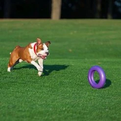 Ferplast Hondenspeelgoed Puller Maxi Paars D 29 H 7,5 Cm -Beeztees || FLEXI || ROYAL CANIN Winkel 8010690183046 4