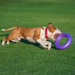 Ferplast Hondenspeelgoed Puller Maxi Paars D 29 H 7,5 Cm -Beeztees || FLEXI || ROYAL CANIN Winkel 8010690183046 5