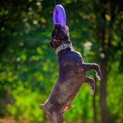 Ferplast Hondenspeelgoed Puller Maxi Paars D 29 H 7,5 Cm -Beeztees || FLEXI || ROYAL CANIN Winkel 8010690183046 6