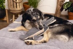 Beeztees Hondenspeelgoed Minus One Inktvis Grijs/beige 56 X 10 X 9 Cm -Beeztees || FLEXI || ROYAL CANIN Winkel 8712695197102 3