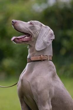 Beeztees Hondenhalsband Balacron Ax Bruin 52-62 X 3 Cm -Beeztees || FLEXI || ROYAL CANIN Winkel 8712695198499 9