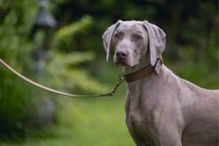 Beeztees Hondenriem Balacron Bruin 100 X 2 Cm -Beeztees || FLEXI || ROYAL CANIN Winkel 8712695198512 4