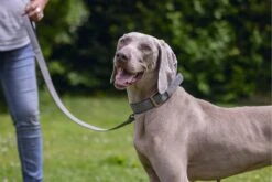 Beeztees Hondenhalsband Balacron Ax Grijs 52-62 X 3 Cm -Beeztees || FLEXI || ROYAL CANIN Winkel 8712695198734 19