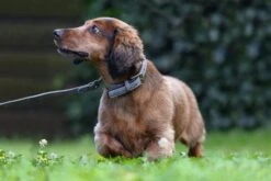 Beeztees Hondenriem Balacron Grijs 100 X 1,5 Cm -Beeztees || FLEXI || ROYAL CANIN Winkel 8712695198741 4