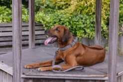 Beeztees Hondenriem Balacron Grijs 100 X 2 Cm -Beeztees || FLEXI || ROYAL CANIN Winkel 8712695198758 4