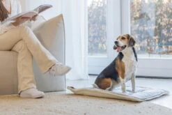 Designed By Lotte Benchkussen Gisel Grijs 89 X 60 X 6 Cm -Beeztees || FLEXI || ROYAL CANIN Winkel 8712695202554 6