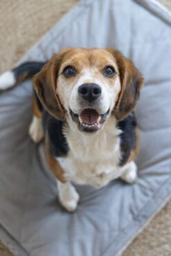 Designed By Lotte Benchkussen Gisel Grijs 89 X 60 X 6 Cm -Beeztees || FLEXI || ROYAL CANIN Winkel 8712695202554 9