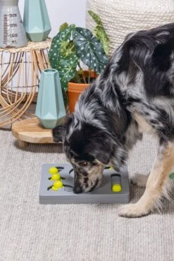 Beeztees Hondenspeelgoed Brain Game Looki Grijs 28 X 28 X 4,5 Cm -Beeztees || FLEXI || ROYAL CANIN Winkel 8712695202769 5