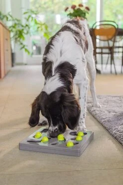 Beeztees Hondenspeelgoed Brain Game Looki Grijs 28 X 28 X 4,5 Cm -Beeztees || FLEXI || ROYAL CANIN Winkel 8712695202769 6