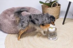 Beeztees Hondenspeelgoed Brain Game Delicious Grijs 28 X 28 X 4,5 Cm -Beeztees || FLEXI || ROYAL CANIN Winkel 8712695202783 10