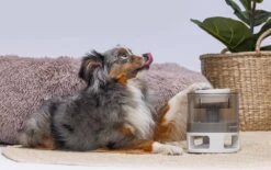 Beeztees Hondenspeelgoed Brain Game Delicious Grijs 28 X 28 X 4,5 Cm -Beeztees || FLEXI || ROYAL CANIN Winkel 8712695202783 11