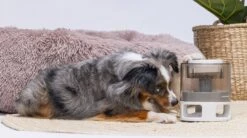 Beeztees Hondenspeelgoed Brain Game Delicious Grijs 28 X 28 X 4,5 Cm -Beeztees || FLEXI || ROYAL CANIN Winkel 8712695202783 9