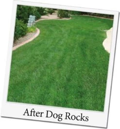Dog Rocks Natuurstenen 200 G -Beeztees || FLEXI || ROYAL CANIN Winkel 9335986000012 3