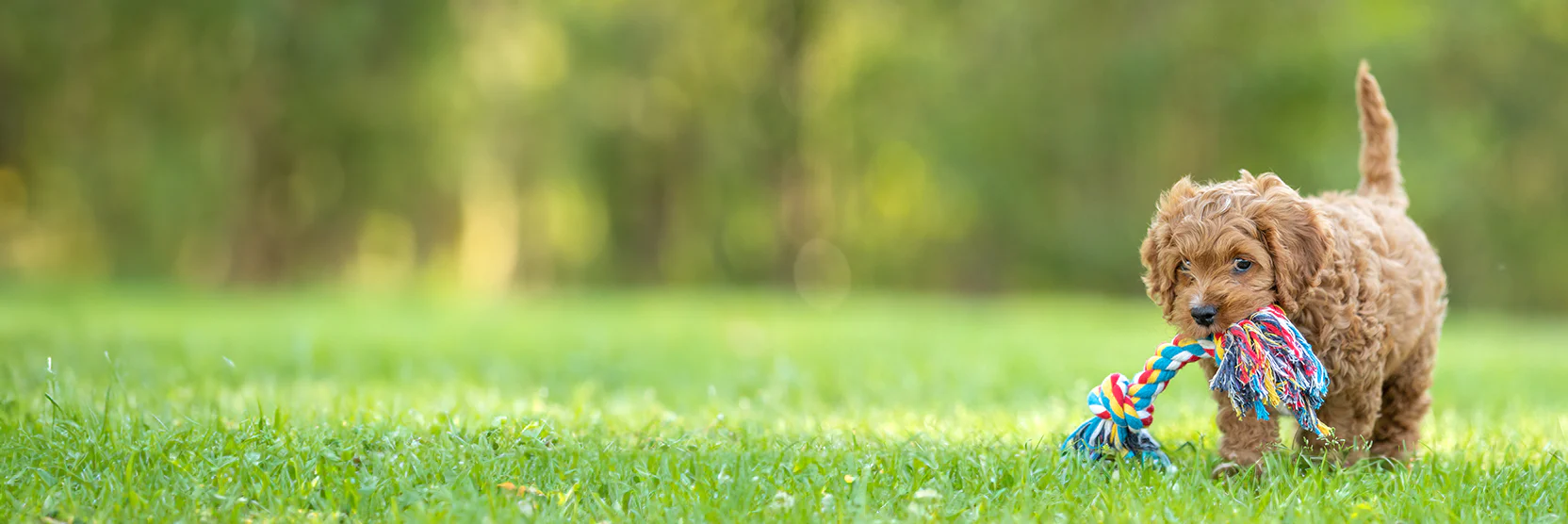 Beeztees || FLEXI || ROYAL CANIN Winkel -Beeztees || FLEXI || ROYAL CANIN Winkel