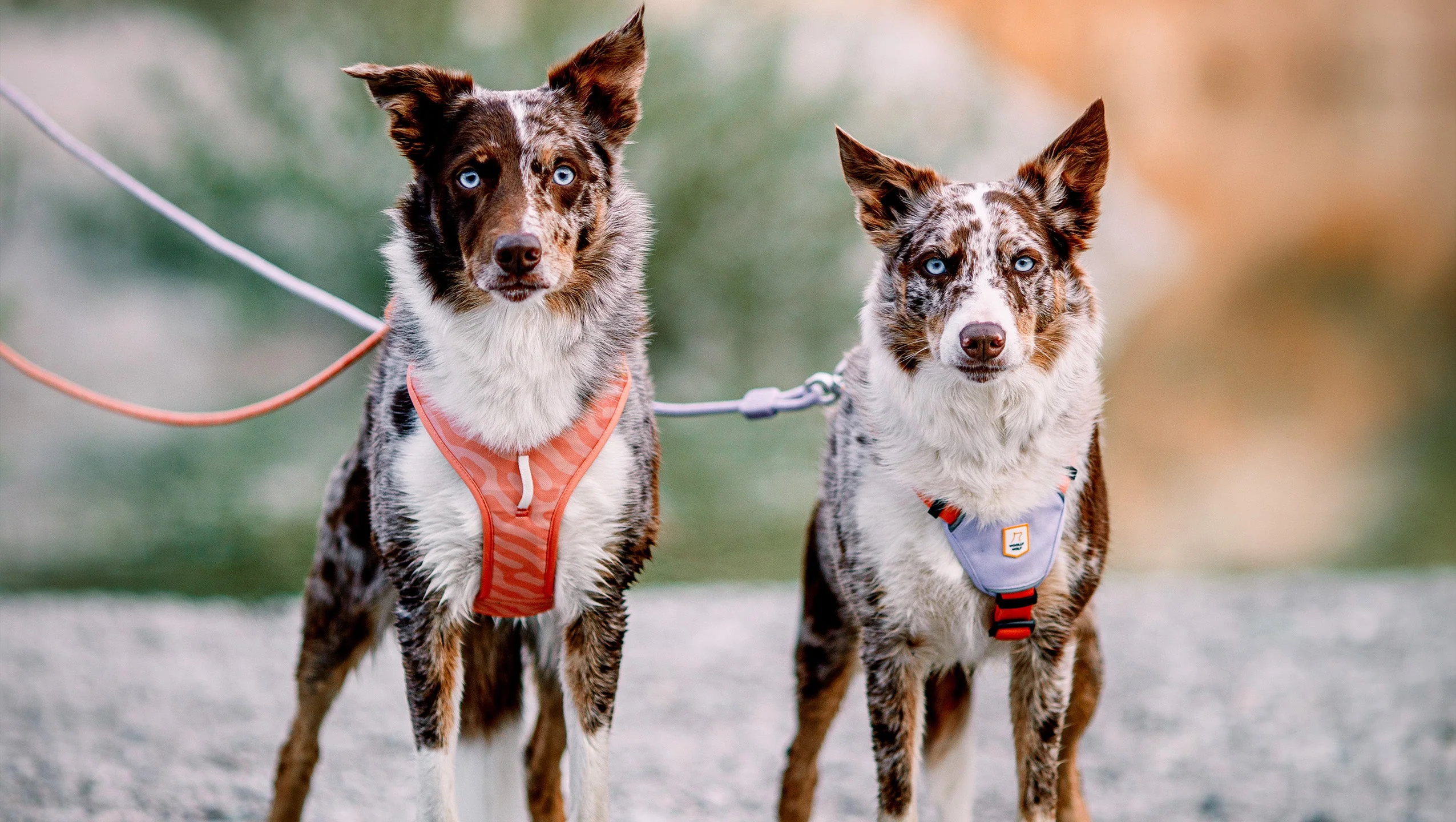 Beeztees || FLEXI || ROYAL CANIN Winkel -Beeztees || FLEXI || ROYAL CANIN Winkel dog harness